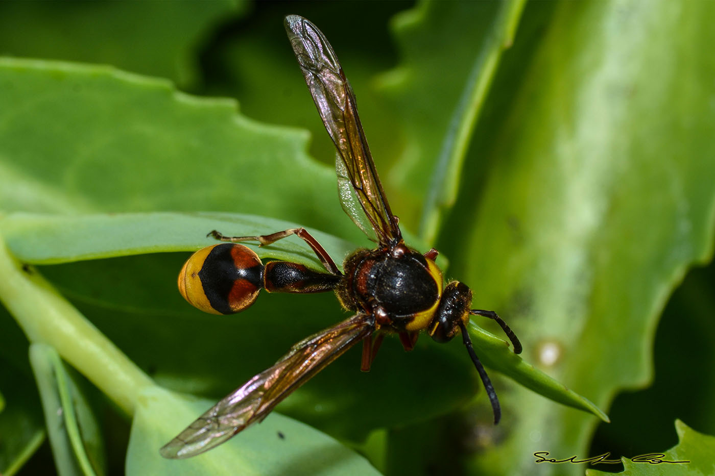 Katamenes sichelii sichelii o Delta unguiculatum?  Delta unguiculatum !